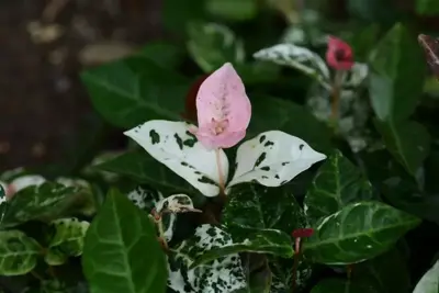 Trachelospermum asiaticum Pink Air (Toscaanse Jasmijn) klimplant 75cm - afbeelding 3