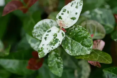 Trachelospermum asiaticum Pink Air (Toscaanse Jasmijn) klimplant - afbeelding 4