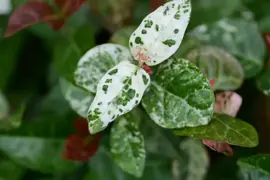 Trachelospermum asiaticum Pink Air (Toscaanse Jasmijn) klimplant - afbeelding 4