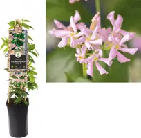 Trachelospermum asiaticum Pink Air (Toscaanse Jasmijn) klimplant 75cm - afbeelding 1