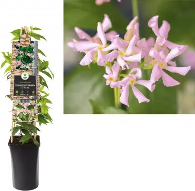 Trachelospermum asiaticum Pink Air (Toscaanse Jasmijn) klimplant - afbeelding 1