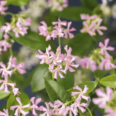 Trachelospermum asiaticum Pink Air (Toscaanse Jasmijn) klimplant - afbeelding 5
