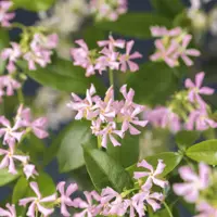 Trachelospermum asiaticum Pink Air (Toscaanse Jasmijn) klimplant - afbeelding 5