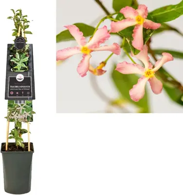 Trachelospermum asiaticum 'Star of Milano' (Sterjasmijn) klimplant 75cm - afbeelding 1