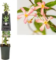 Trachelospermum asiaticum 'Star of Milano' (Sterjasmijn) klimplant 75cm - afbeelding 1