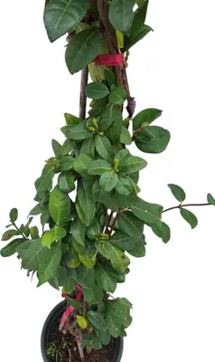 Trachelospermum jasminoides 2.5 - afbeelding 2