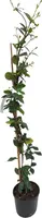 Trachelospermum jasminoides c2 - afbeelding 1