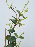 Trachelospermum jasminoides c2 - afbeelding 2