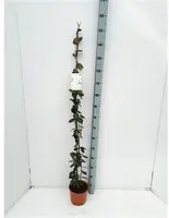Trachelospermum jasminoides (Jasmijn) 155cm - afbeelding 5