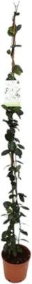 Trachelospermum jasminoides (Jasmijn) 155cm - afbeelding 1