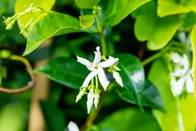 Trachelospermum jasminoides (Jasmijn) klimplant - afbeelding 7