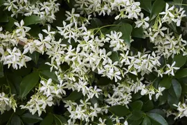 Trachelospermum jasminoides (Jasmijn) klimplant - afbeelding 4