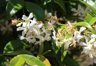 Trachelospermum jasminoides (Jasmijn) klimplant - afbeelding 3