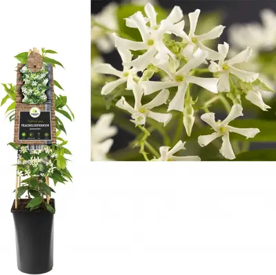 Trachelospermum jasminoides (Jasmijn) klimplant - afbeelding 2
