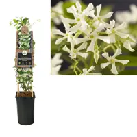 Trachelospermum jasminoides (Jasmijn) klimplant 75cm - afbeelding 1