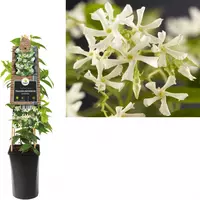 Trachelospermum jasminoides (Jasmijn) klimplant 75cm kopen?