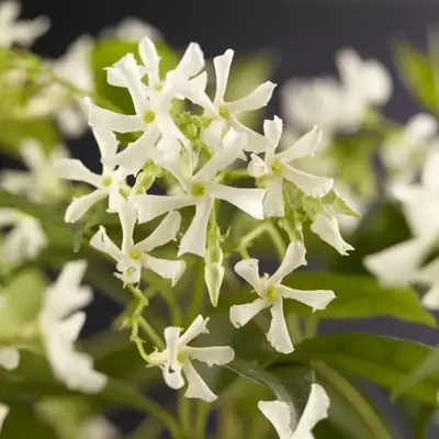 Trachelospermum jasminoides (Jasmijn) klimplant 75cm - afbeelding 6
