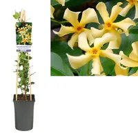 Trachelospermum jasminoides 'Star Of Toscane' (Gele sterjasmijn) klimplant 115cm kopen?