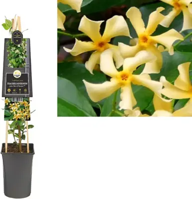 Trachelospermum jasminoides 'Star of Toscane' PBR (Toscaanse Jasmijn) klimplant - afbeelding 1