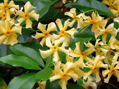 Trachelospermum jasminoides 'Star of Toscane' PBR (Toscaanse Jasmijn) klimplant - afbeelding 4