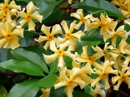 Trachelospermum jasminoides 'Star of Toscane' PBR (Toscaanse Jasmijn) klimplant - afbeelding 4