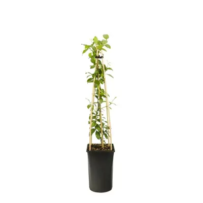 Trachelospermum jasminoides 'Star of Toscane' PBR (Toscaanse Jasmijn) klimplant 75cm - afbeelding 3