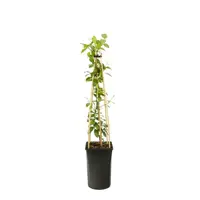 Trachelospermum jasminoides 'Star of Toscane' PBR (Toscaanse Jasmijn) klimplant - afbeelding 3