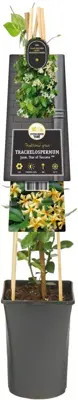 Trachelospermum jasminoides 'Star of Toscane' PBR (Toscaanse Jasmijn) klimplant - afbeelding 2