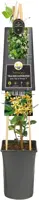Trachelospermum jasminoides 'Star of Toscane' PBR (Toscaanse Jasmijn) klimplant - afbeelding 2