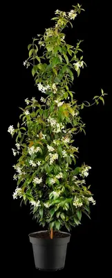 Trachelospermum jasminoides (Toscaanse jasmijn) - afbeelding 3