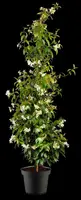 Trachelospermum jasminoides (Toscaanse jasmijn) - afbeelding 3
