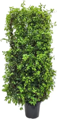Trachelospermum jasminoides (Toscaanse jasmijn) 210cm - afbeelding 1