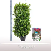 Trachelospermum jasminoides (Toscaanse jasmijn) 210cm - afbeelding 2