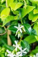 Trachelospermum jasminoides (Toscaanse jasmijn) - afbeelding 2