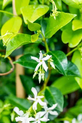 Trachelospermum jasminoides (Toscaanse jasmijn) - afbeelding 2