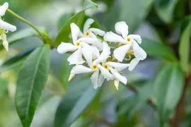Trachelospermum jasminoides (Toscaanse jasmijn) - afbeelding 4