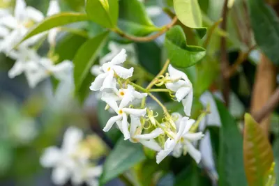 Trachelospermum jasminoides (Toscaanse jasmijn) - afbeelding 5