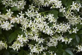 Trachelospermum jasminoides (Toscaanse jasmijn) klimplant 115cm - afbeelding 3