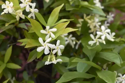 Trachelospermum jasminoides (Toscaanse jasmijn) klimplant 115cm - afbeelding 4