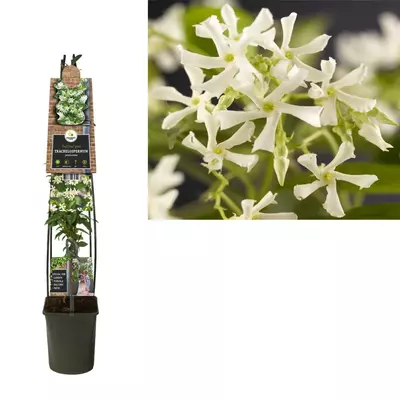 Trachelospermum jasminoides (Toscaanse jasmijn) klimplant 115cm - afbeelding 1