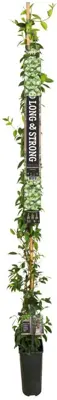 Trachelospermum jasminoides (Toscaanse jasmijn) klimplant 210cm - afbeelding 2