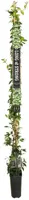 Trachelospermum jasminoides (Toscaanse jasmijn) klimplant 210cm - afbeelding 2