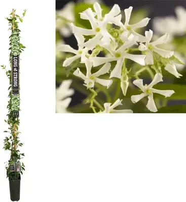 Trachelospermum jasminoides (Toscaanse jasmijn) klimplant 210cm - afbeelding 1