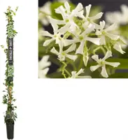Trachelospermum jasminoides (Toscaanse jasmijn) klimplant 210cm - afbeelding 1