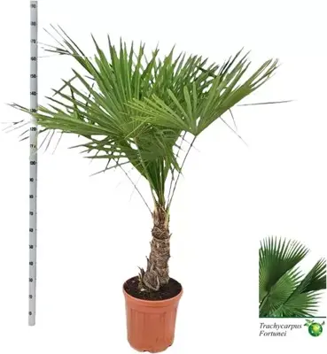 Trachycarpus fortunei 150 cm - afbeelding 1