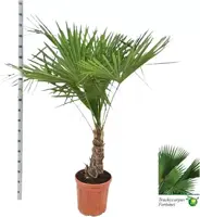 Trachycarpus fortunei 150 cm - afbeelding 1