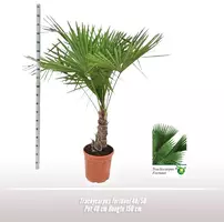 Trachycarpus fortunei 150 cm - afbeelding 2