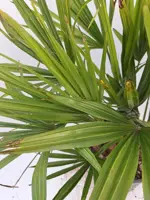 Trachycarpus fortunei - afbeelding 2