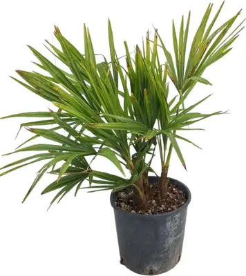 Trachycarpus fortunei - afbeelding 1