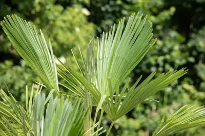 Trachycarpus fortunei (Chinese Waaierpalm) 110cm - afbeelding 2